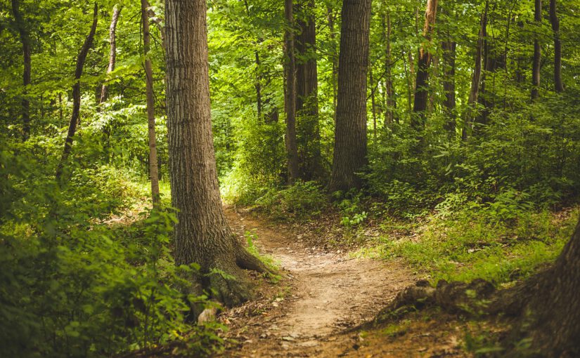 Wildkräuterwandung