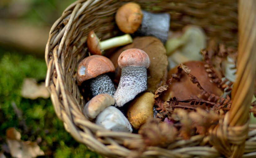 Pilzwanderung im Buchwedel